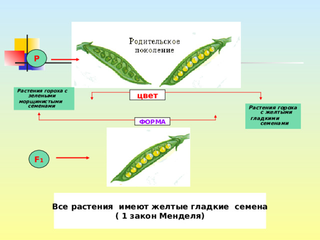 P Растения  гороха с зелеными  морщинистыми семенами   цвет Растения гороха с желтыми  гладкими семенами  ФОРМА F 1 Все растения имеют желтые гладкие семена ( 1 закон Менделя) 