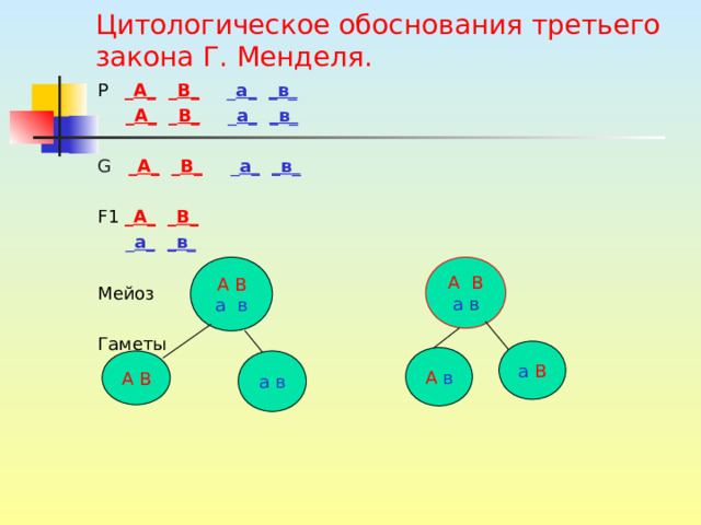 Цитологическое обоснования третьего закона Г. Менделя. Р _ А _ _ В _  _ а _  _ в _  _ А _ _ В _  _ а _  _ в _ G _ А _ _ В _  _ а _  _ в _ F1  _ А _ _ В _   _ а _  _ в _ Мейоз Гаметы А  В  а в А  В а  в а  В А  в А В а в 