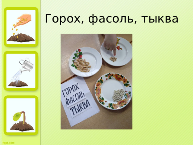 Горох, фасоль, тыква 