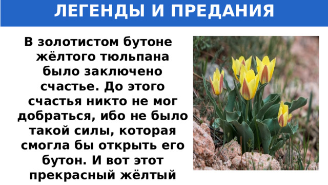 ЛЕГЕНДЫ И ПРЕДАНИЯ В золотистом бутоне жёлтого тюльпана было заключено счастье. До этого счастья никто не мог добраться, ибо не было такой силы, которая смогла бы открыть его бутон. И вот этот прекрасный жёлтый цветок увидел маленький мальчик. 