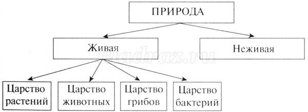 Схема царство живой природы 2 класс