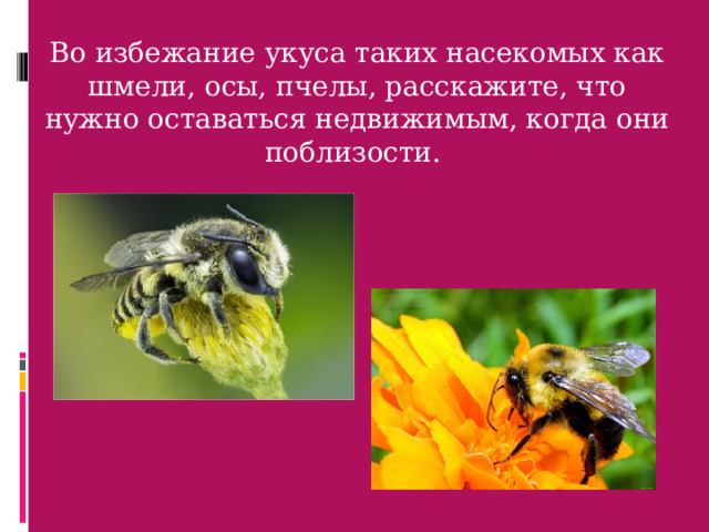 Во избежание укуса таких насекомых как шмели, осы, пчелы, расскажите, что нужно оставаться недвижимым, когда они поблизости. 