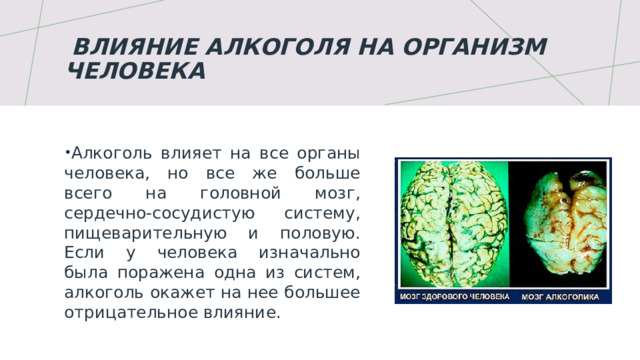   Влияние алкоголя на организм человека  Алкоголь влияет на все органы человека, но все же больше всего на головной мозг, сердечно-сосудистую систему, пищеварительную и половую. Если у человека изначально была поражена одна из систем, алкоголь окажет на нее большее отрицательное влияние.   