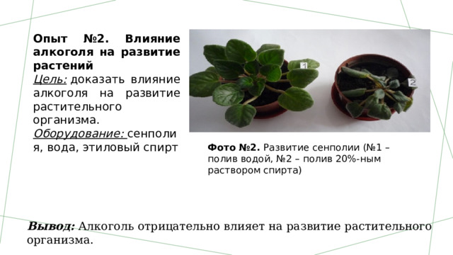 Опыт №2. Влияние алкоголя на развитие растений Цель:  доказать влияние алкоголя на развитие растительного организма. Оборудование:  сенполия, вода, этиловый спирт Фото №2.  Развитие сенполии (№1 – полив водой, №2 – полив 20%-ным раствором спирта) Вывод:  Алкоголь отрицательно влияет на развитие растительного организма. 