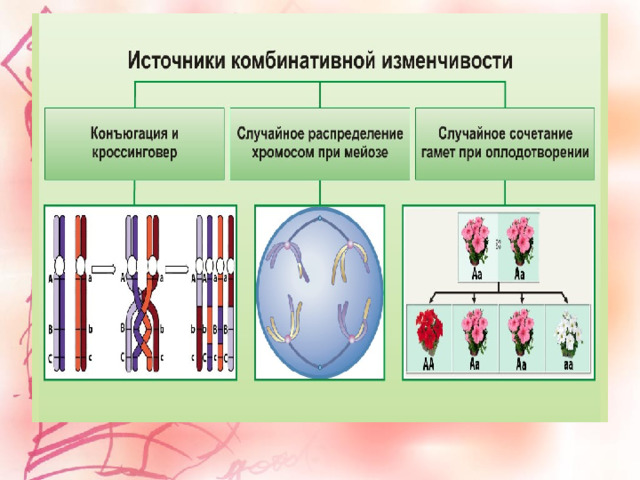 Заполните схему изменчивость цитоплазматическая комбинативная