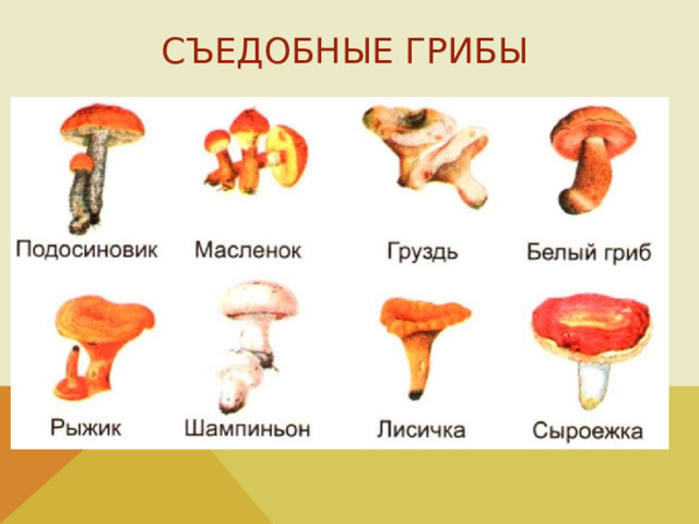 Съедобные грибы На слайде изображены съедобные грибы. - Съедобными грибами обычно называют грибы, которые можно употреблять в пищу без риска для здоровья  