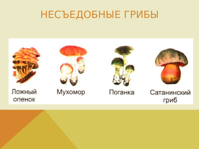 Несъедобные грибы На слайде изображены несъедобные грибы.  