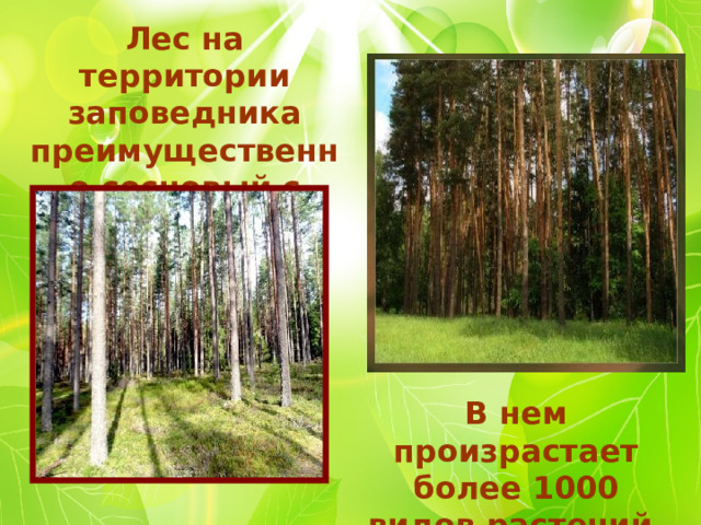 Лес на территории заповедника преимущественно сосновый с примесью дуба. В нем произрастает более 1000 видов растений. 