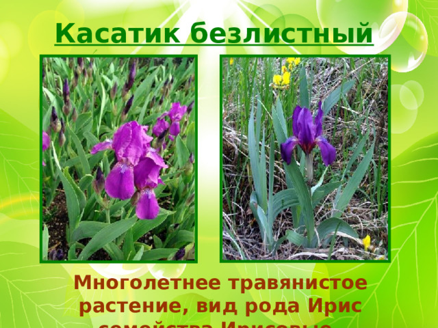 Касатик безлистный  Многолетнее травянистое растение, вид рода Ирис семейства Ирисовые.  