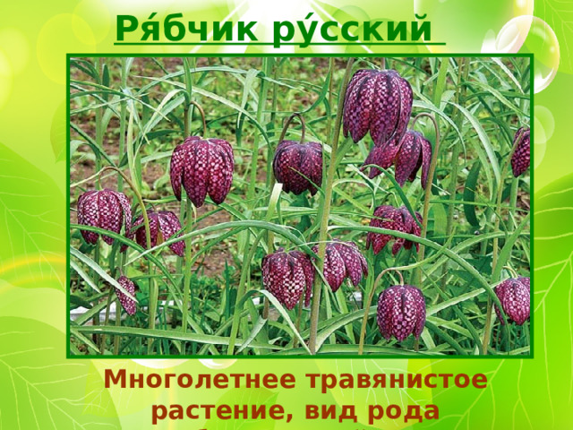 Ря́бчик ру́сский Многолетнее травянистое растение, вид рода Рябчик, семейство лилейные.  
