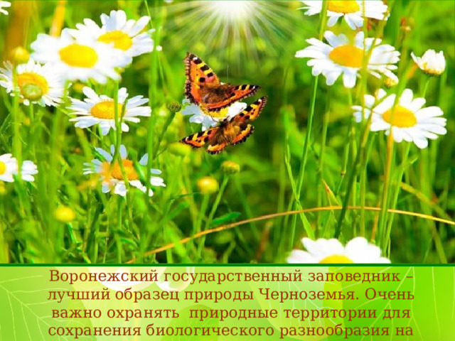 Воронежский государственный заповедник – лучший образец природы Черноземья. Очень важно охранять природные территории для сохранения биологического разнообразия на нашей Земле! 
