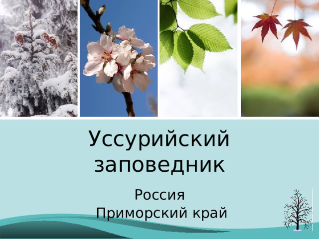Уссурийский заповедник Россия  Приморский край 