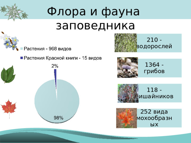 210 - водорослей 1364 - грибов 118 - лишайников 252 вида мохообразных Флора и фауна заповедника 
