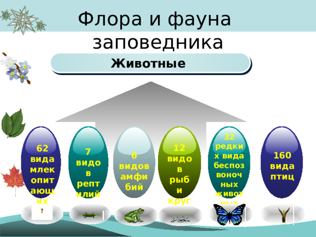 Флора и фауна заповедника Животные  32 редких вида беспозвоночных животных 12 видов рыб и круглоротых 62 вида млекопитающих 7 видов рептилий 6 видов амфибий 160 вида птиц 