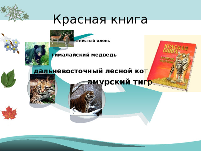 Красная книга пятнистый олень гималайский медведь дальневосточный лесной ко т амурский тиг р 