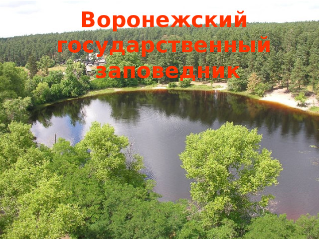 Воронежский государственный  заповедник 