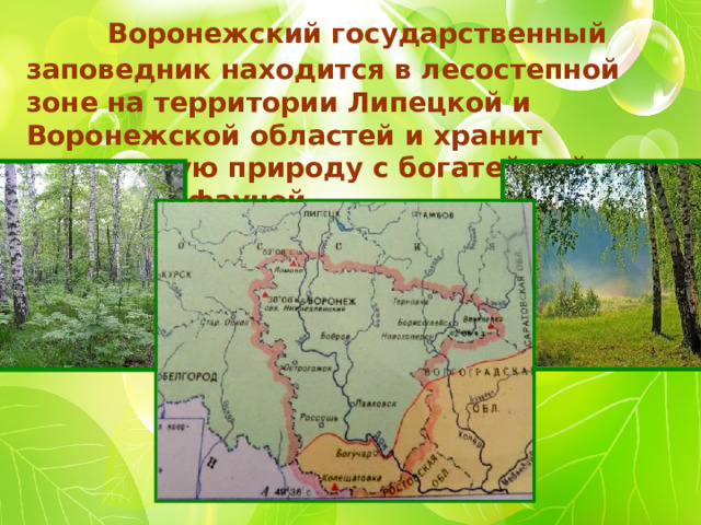  Воронежский государственный заповедник находится в лесостепной зоне на территории Липецкой и Воронежской областей и хранит уникальную природу с богатейшей флорой и фауной. 
