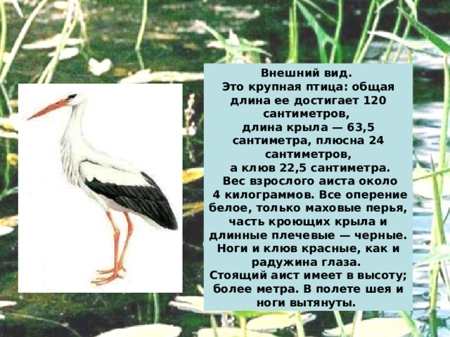 Внешний вид. Это крупная птица: общая длина ее достигает 120 сантиметров, длина крыла — 63,5 сантиметра, плюсна 24 сантиметров,  а клюв 22,5 сантиметра.  Вес взрослого аиста около  4 килограммов. Все оперение белое, только маховые перья, часть кроющих крыла и длинные плечевые — черные. Ноги и клюв красные, как и радужина глаза. Стоящий аист имеет в высоту; более метра. В полете шея и ноги вытянуты. 
