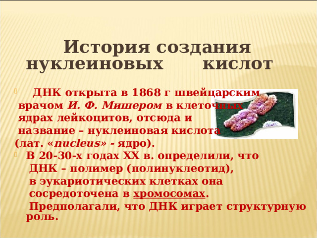   История создания нуклеиновых     кислот  ДНК открыта в 1868 г швейцарским  врачом И. Ф. Мишером в клеточных  ядрах лейкоцитов, отсюда и  название – нуклеиновая кислота (лат. « nucleus » - ядро). В 20-30-х годах XX в. определили, что  ДНК – полимер (полинуклеотид),  в эукариотических клетках она  сосредоточена в хромосомах .  Предполагали, что ДНК играет структурную роль. 