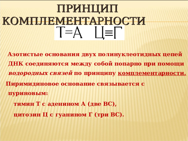  ПРИНЦИП КОМПЛЕМЕНТАРНОСТИ  Азотистые основания двух полинуклеотидных цепей ДНК соединяются между собой попарно при помощи водородных связей по принципу комплементарности.  Пиримидиновое основание связывается с пуриновым:  тимин Т с аденином А (две ВС),  цитозин Ц с гуанином Г (три ВС).  