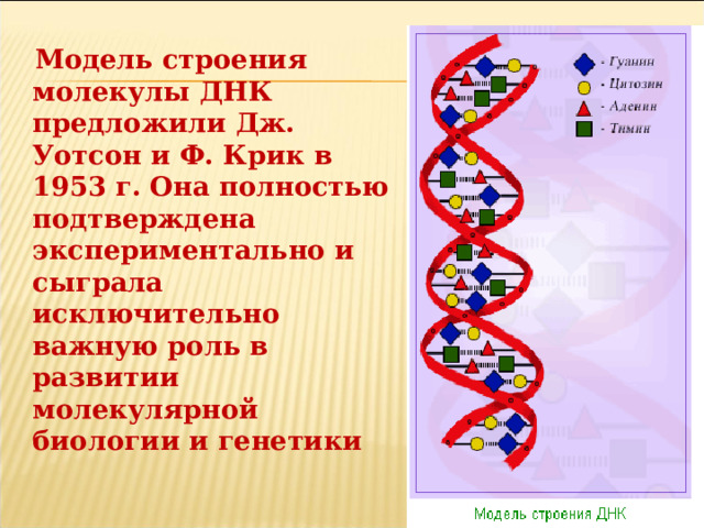  Модель строения молекулы ДНК предложили Дж. Уотсон и Ф. Крик в 1953 г. Она полностью подтверждена экспериментально и сыграла исключительно важную роль в развитии молекулярной биологии и генетики 