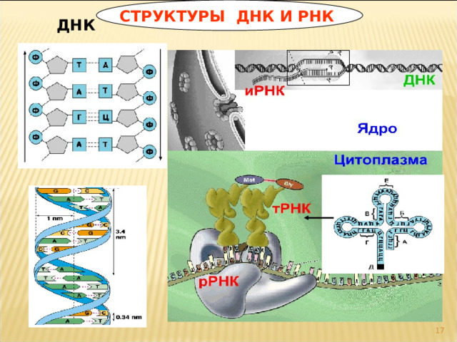 СТРУКТУРЫ ДНК И РНК ДНК  