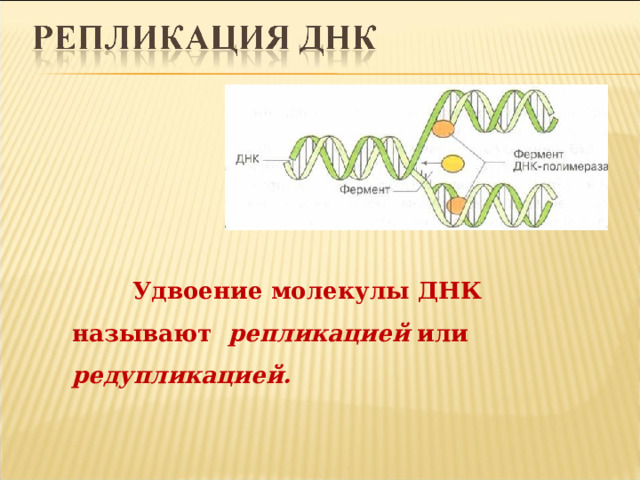  Удвоение молекулы ДНК называют репликацией или редупликацией. 