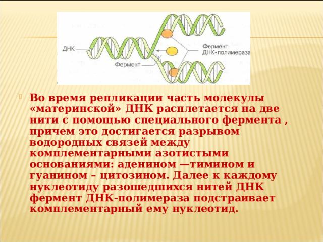 Во время репликации часть молекулы «материнской» ДНК расплетается на две нити с помощью специального фермента , причем это достигается разрывом водородных связей между комплементарными азотистыми основаниями: аденином —тимином и гуанином – цитозином. Далее к каждому нуклеотиду разошедшихся нитей ДНК фермент ДНК-полимераза подстраивает комплементарный ему нуклеотид. 