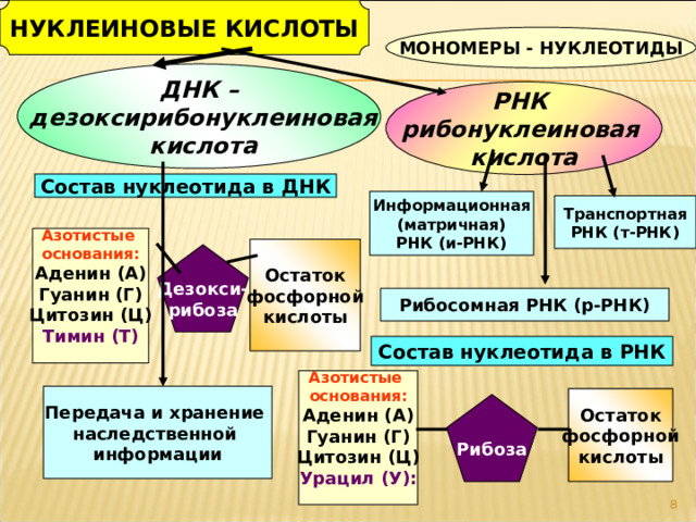 НУКЛЕИНОВЫЕ КИСЛОТЫ МОНОМЕРЫ - НУКЛЕОТИДЫ ДНК –  дезоксирибонуклеиновая  кислота РНК рибонуклеиновая кислота Состав нуклеотида в ДНК Информационная (матричная) РНК (и-РНК) Транспортная РНК (т-РНК) Азотистые основания: Аденин (А) Гуанин (Г) Цитозин (Ц) Тимин (Т)  Остаток фосфорной кислоты Дезокси- рибоза Рибосомная РНК (р-РНК) Состав нуклеотида в РНК Азотистые основания: Аденин (А) Гуанин (Г) Цитозин (Ц) Урацил (У):  Передача и хранение наследственной информации Остаток фосфорной кислоты Рибоза   