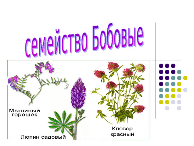 Представители бобовых двудольных растений. Бобовые мотыльковые. Представители семейства мотыльковые бобовые 6 класс. Семейства покрытосеменных растений бобовые. Покрытосеменные двудольные бобовые.
