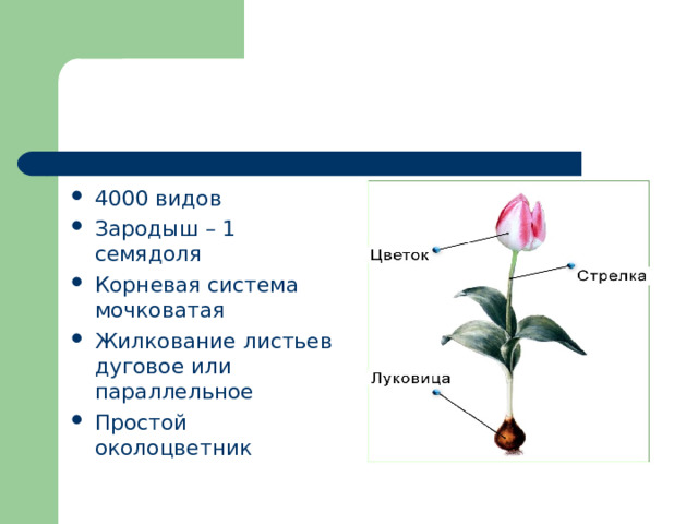 Тип околоцветника семейства лилейные