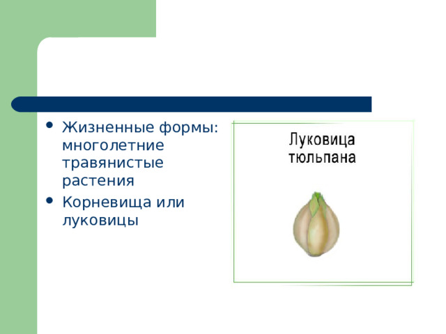 Жизненные формы: многолетние травянистые растения Корневища или луковицы  