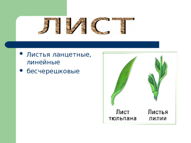 Листья ланцетные, линейные бесчерешковые 