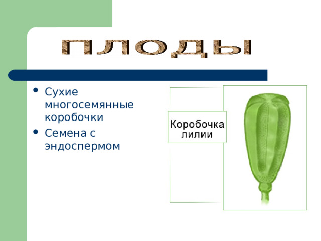 Сухие многосемянные коробочки Семена с эндоспермом 