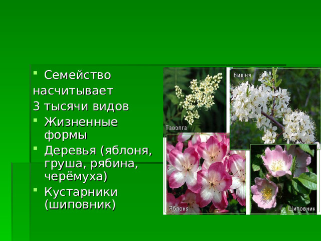 Семейство насчитывает 3 тысячи видов Жизненные формы Деревья (яблоня, груша, рябина, черёмуха) Кустарники (шиповник)  