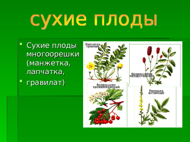 Сухие плоды многоорешки (манжетка, лапчатка, гравилат) 