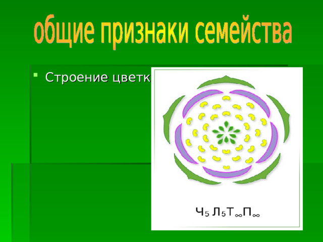 Строение цветка 
