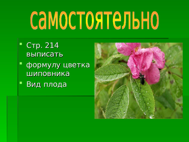 Стр. 214 выписать формулу цветка шиповника Вид плода 