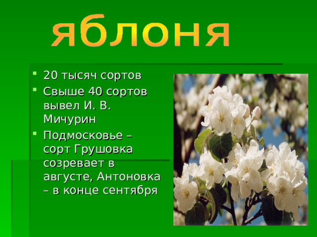 20 тысяч сортов Свыше 40 сортов вывел И. В. Мичурин Подмосковье – сорт Грушовка созревает в августе, Антоновка – в конце сентября   