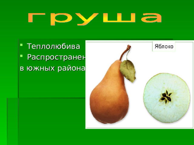 Теплолюбива Распространена в южных районах 