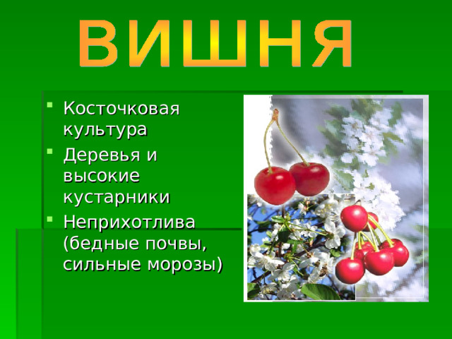 Косточковая культура Деревья и высокие кустарники Неприхотлива (бедные почвы, сильные морозы) 