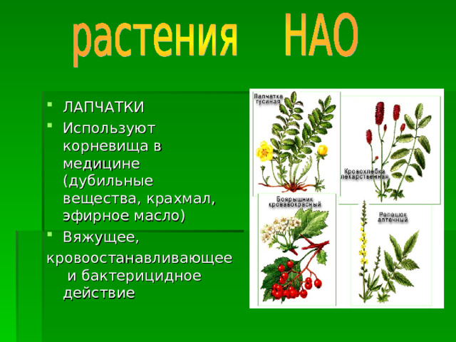 ЛАПЧАТКИ Используют корневища в медицине (дубильные вещества, крахмал, эфирное масло) Вяжущее, кровоостанавливающее и бактерицидное действие 