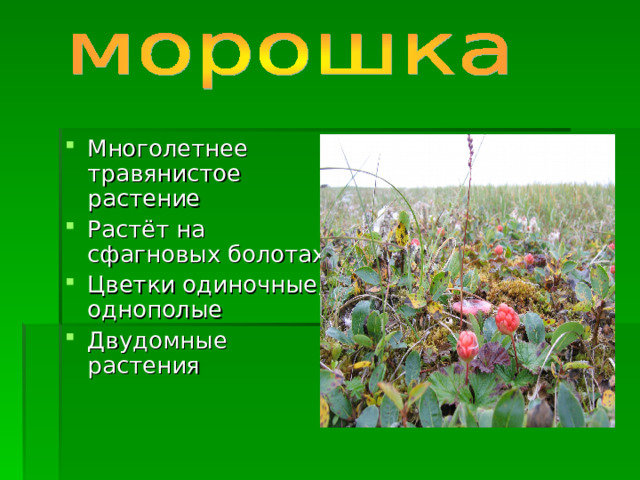 Многолетнее травянистое растение Растёт на сфагновых болотах Цветки одиночные, однополые Двудомные растения 