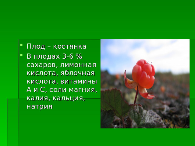 Плод – костянка В плодах 3-6 % сахаров, лимонная кислота, яблочная кислота, витамины А и С, соли магния, калия, кальция, натрия 