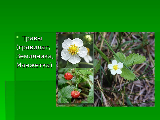 Травы (гравилат, Земляника, Манжетка) 