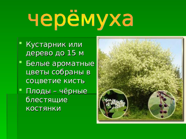 Кустарник или дерево до 15 м Белые ароматные цветы собраны в соцветие кисть Плоды – чёрные блестящие костянки  