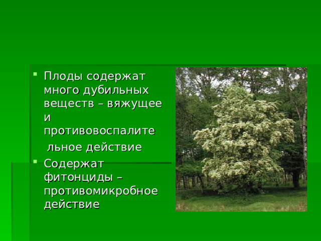 Плоды содержат много дубильных веществ – вяжущее и противовоспалите  льное действие Содержат фитонциды – противомикробное действие 