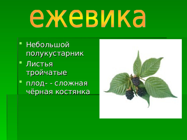 Небольшой полукустарник Листья тройчатые плод- - сложная чёрная костянка  