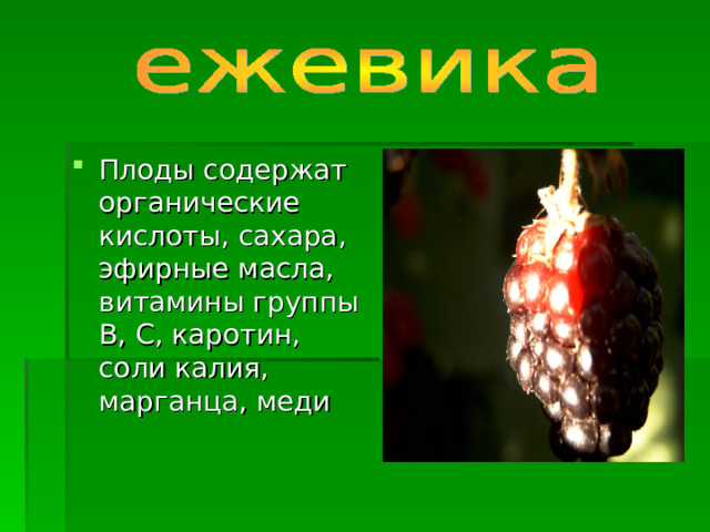Плоды содержат органические кислоты, сахара, эфирные масла, витамины группы В, С, каротин, соли калия, марганца, меди  