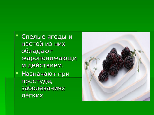 Спелые ягоды и настой из них обладают жаропонижающим действием. Назначают при простуде, заболеваниях лёгких 